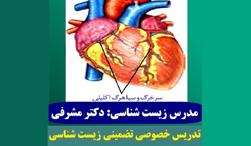 خلاصه درس نکات مبحث آناتومی قلب انسان